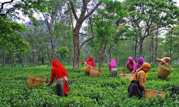 Day Trip to Kangra Valley in Dharamshala